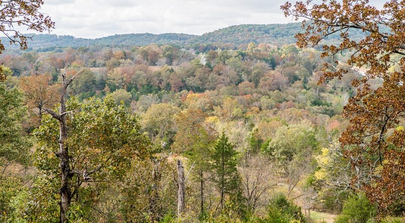 Cryptids in the Ozarks: Strange Creatures and Local Legends