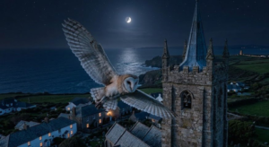Owlman of Cornwall: Britain’s Eerie Winged Cryptid Legend