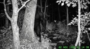 Wood Booger Folklore: Virginia’s Strange Name for a Bigfoot Legend
