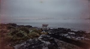 The Phantom Cow of Goat Island: San Francisco’s Strangest Haunting