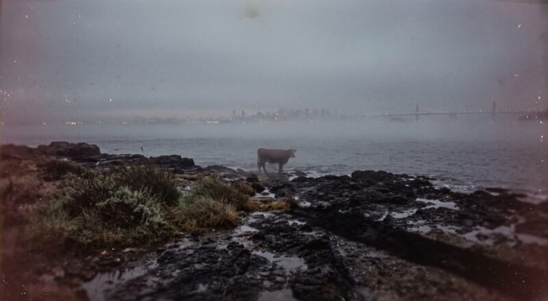 The Phantom Cow of Goat Island: San Francisco’s Strangest Haunting