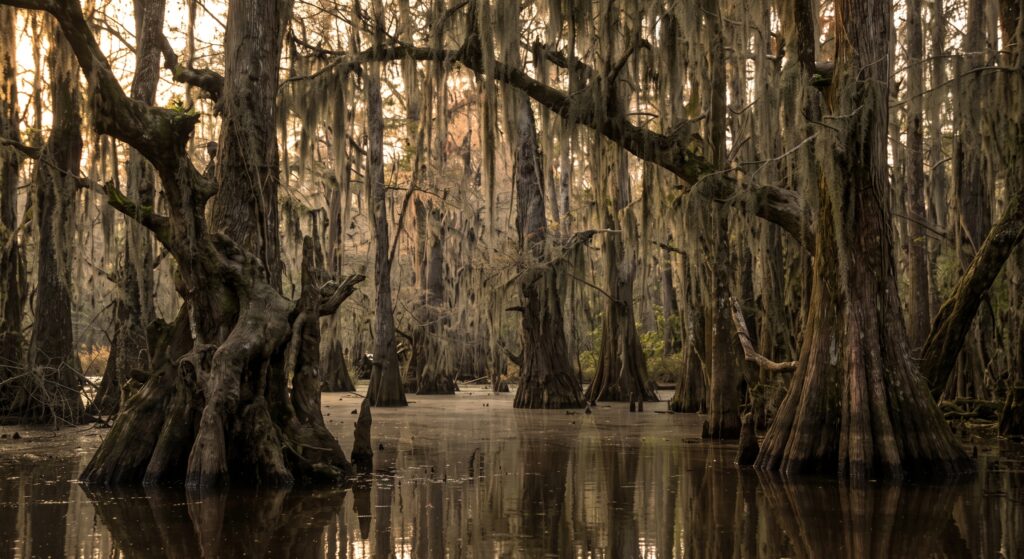 Bear Creek Swamp: The Alabama Legend a Sheriff’s Report Couldn’t Kill