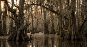 Bear Creek Swamp: The Alabama Legend a Sheriff’s Report Couldn’t Kill