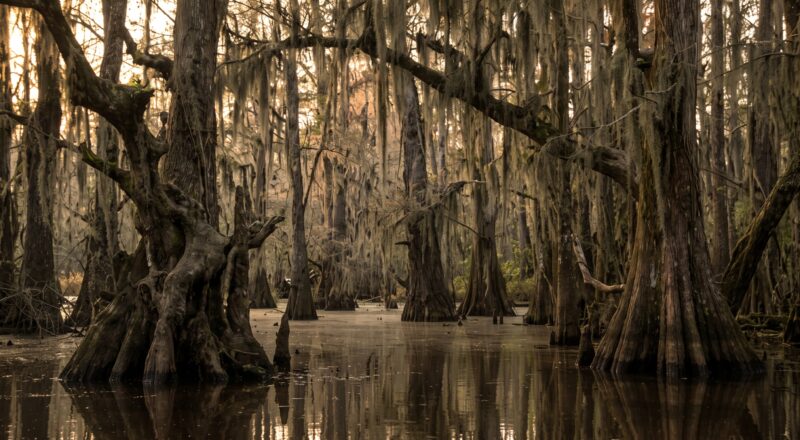 Bear Creek Swamp: The Alabama Legend a Sheriff’s Report Couldn’t Kill