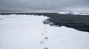 Akhlut Legend: The Wolf-Orca Hybrid That Hunts the Bering Sea