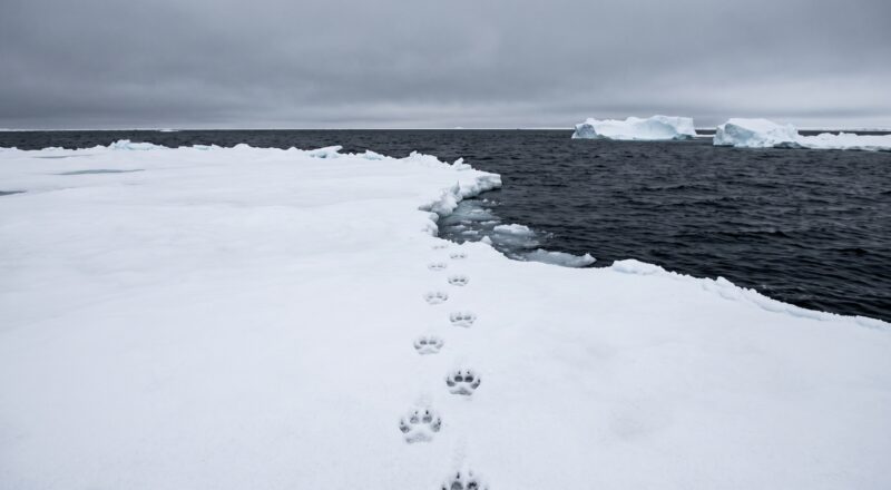 Akhlut Legend: The Wolf-Orca Hybrid That Hunts the Bering Sea